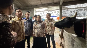 Tinjau Peternakan Sapi di Boyolali