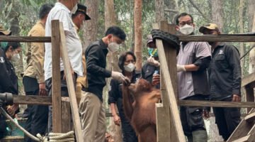 Wapres RI Kunjungi Pusat Rehabilitasi Orangutan di Kalteng, Pastikan Pemulihan Satwa dan Habitatnya dari Dampak Karhutla